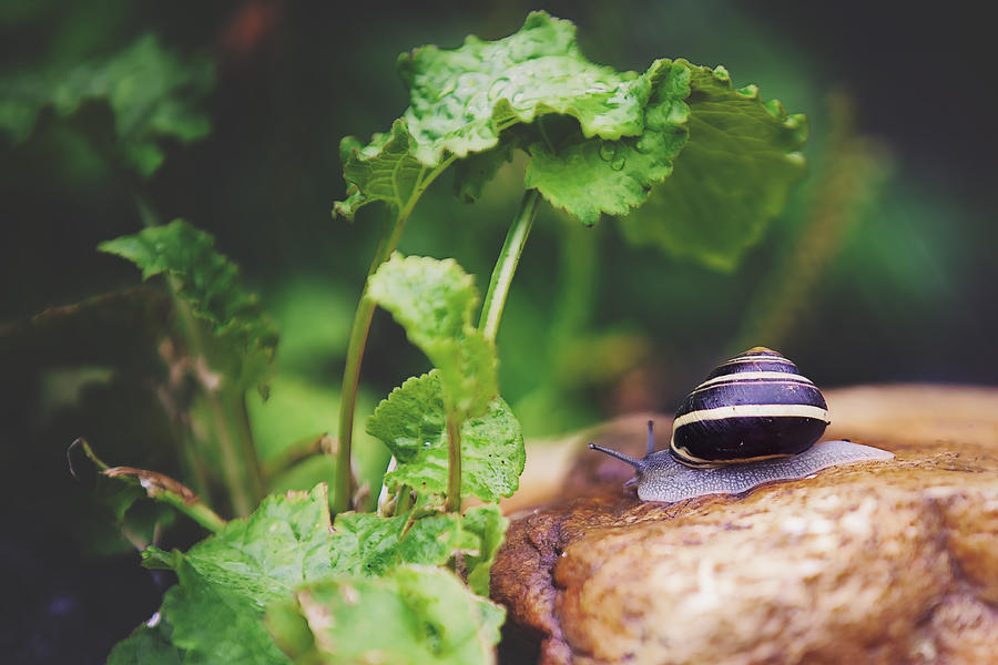 Snail in the rain Photograph by Ambre Haller