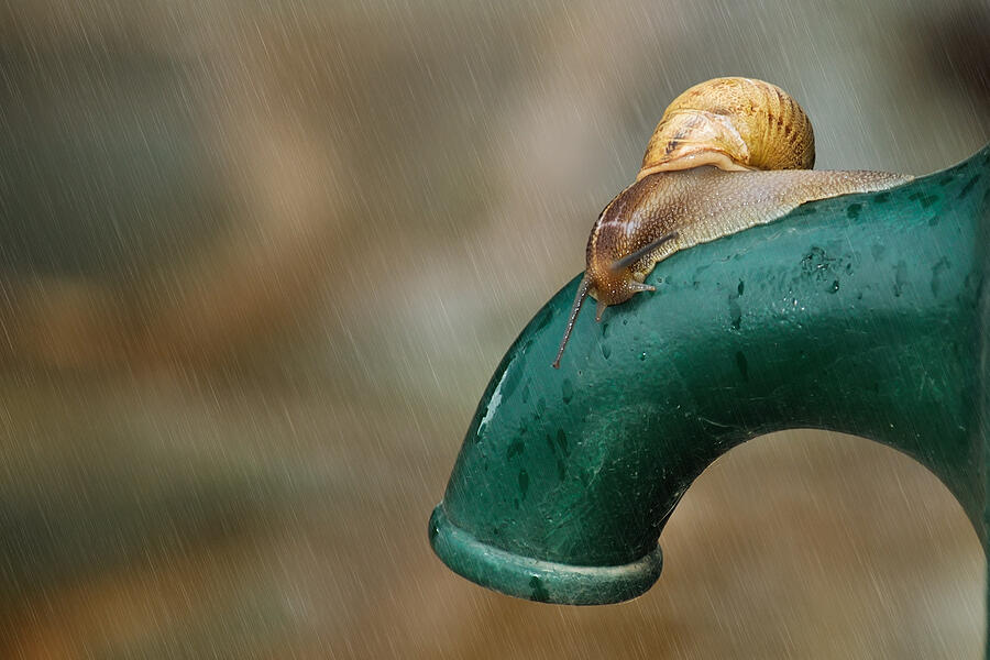 Snail in the rain Photograph by Kostas Kalomiris Snail in the rain Photograph by Kostas Kalomiris