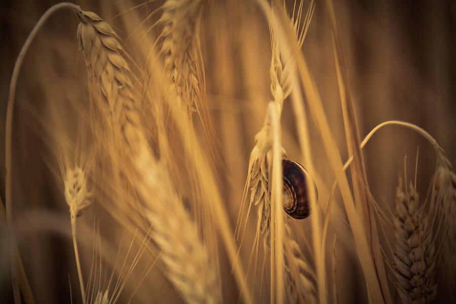 Snail in the wheat field Photograph by Tatiana Travelways