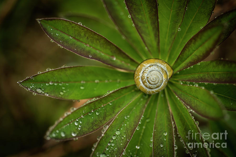 Snail Photograph - Snail by Jennylynn Fields