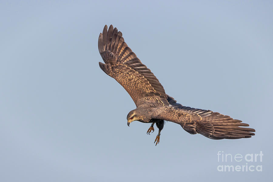 Snail Kite in Flight Photograph by Tom Claud