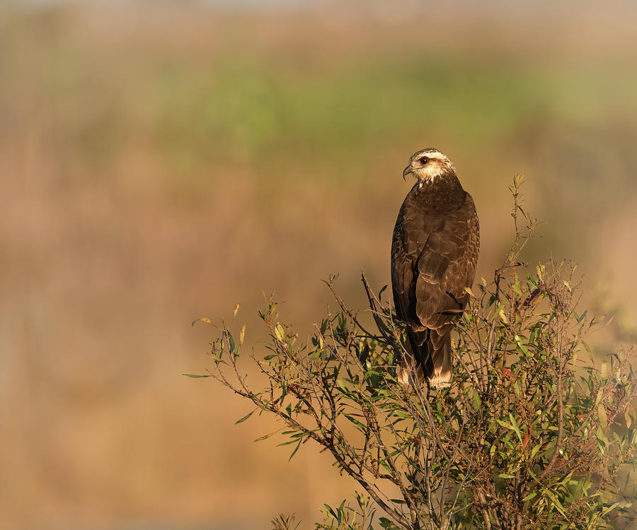 Snail Kite Photograph by Mario Labado Snail Kite Photograph by Mario Labado