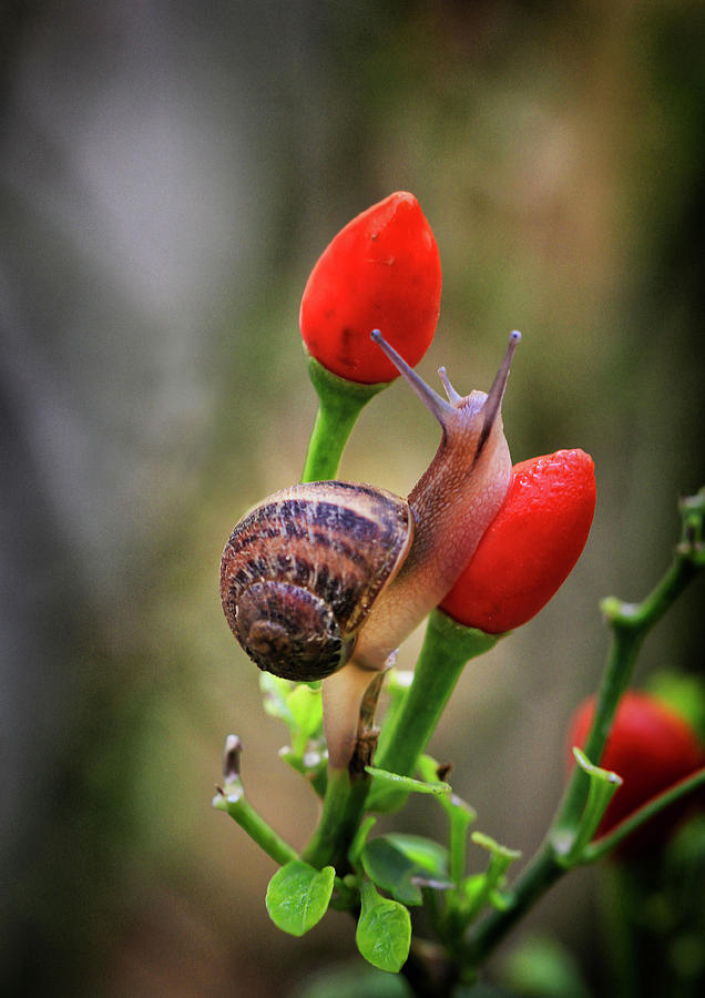 Snail moving on red peppers after rainfall - Nature photo Photograph by Stephan Grixti