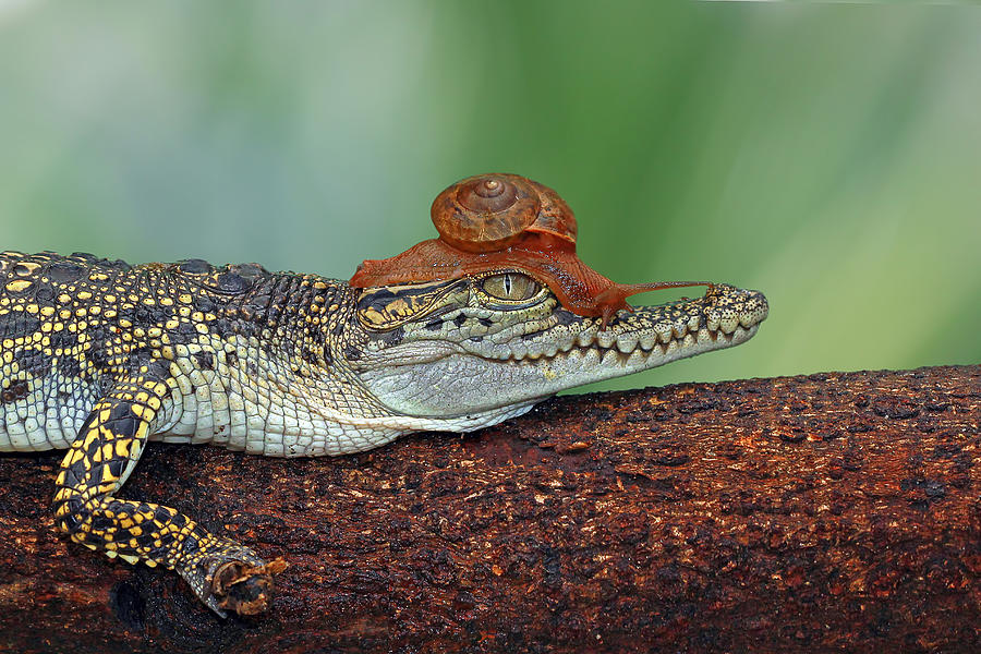 Snail on a crocodile, Banten, West Java, Indonesia Photograph by Kuritafsheen