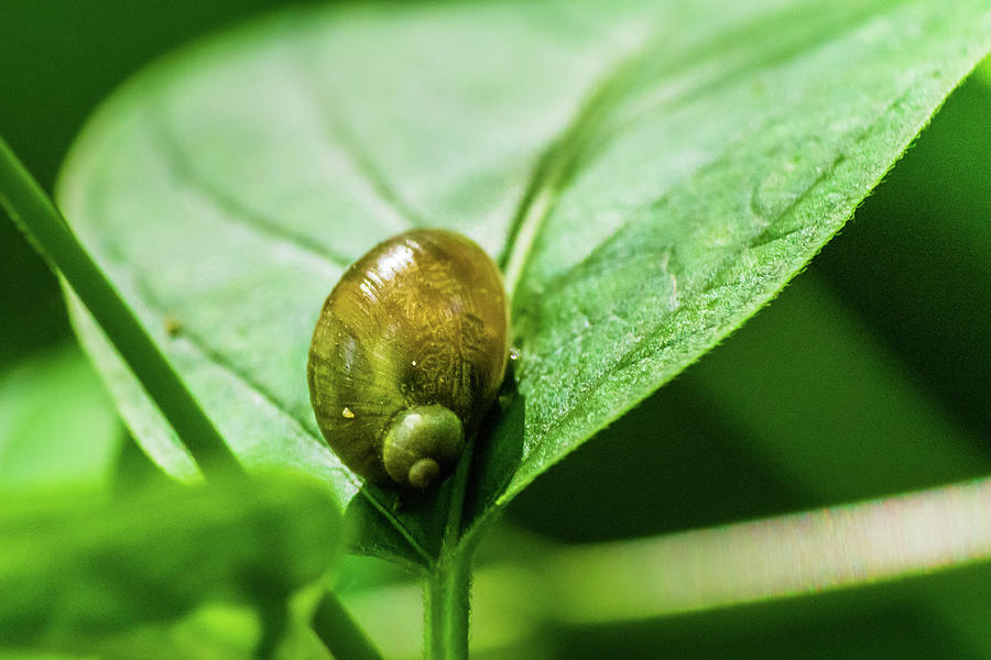 Snail on a leaf Photograph by SAURAVphoto Online Store