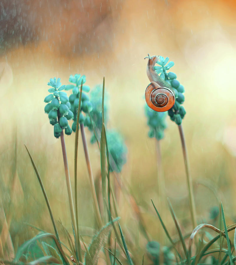 Snail On A Muscari Photograph