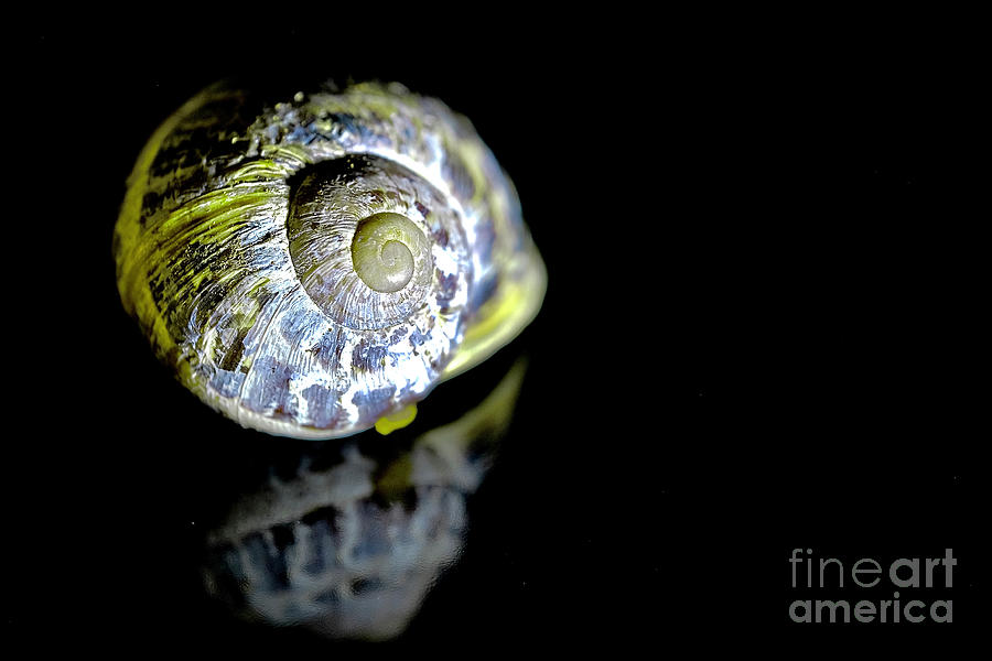 Snail on Black Photograph by Elisabeth Derichs
