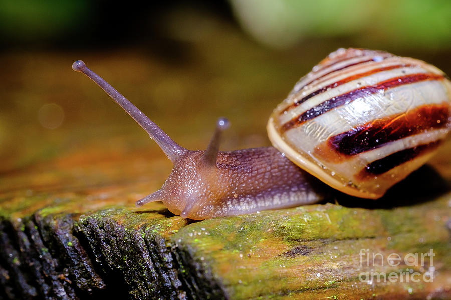Snail on Fence Nature Photography Photograph by Stephen Geisel
