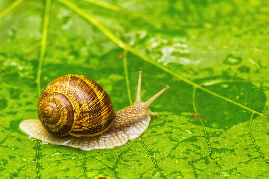 Snail on green leaf Photograph by Valentinrussanov