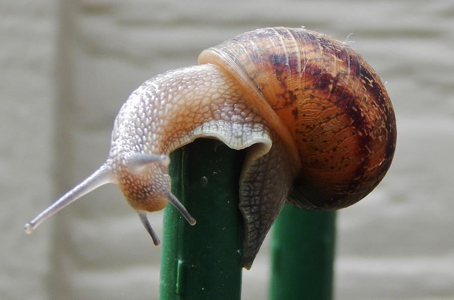 Snail on Pole Photograph by VLee Watson