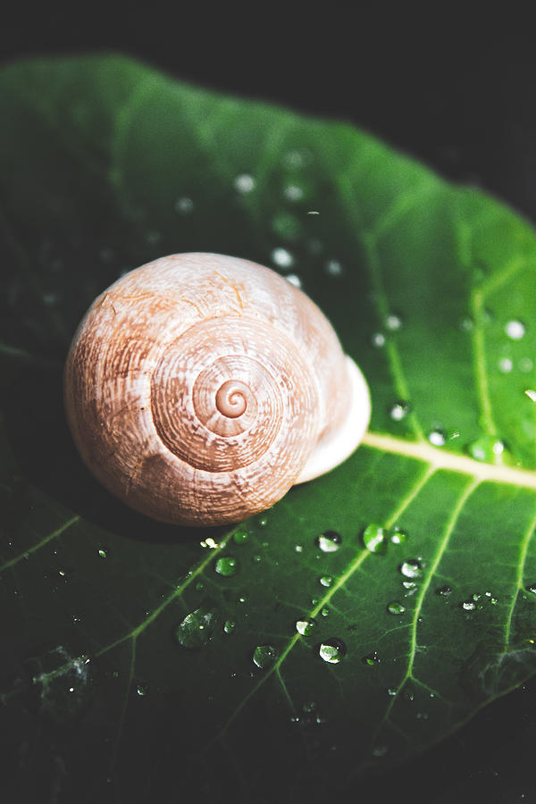 Snail on Smoketree Leaf Photograph by W Craig Photography