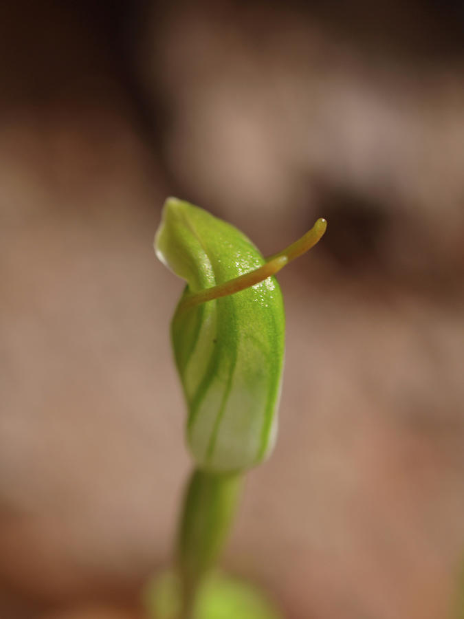 Snail Orchid 2 Photograph by Michaela Perryman