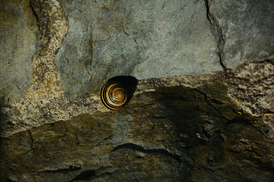 Snail Resident of Harpers Ferry Photograph by Raymond Salani III