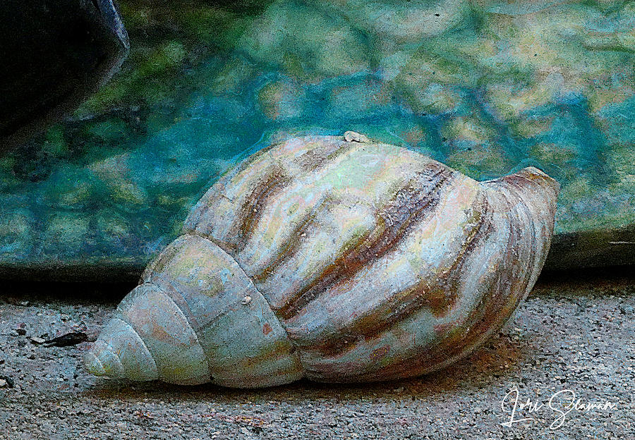 Snail Shell Photograph by Lori Seaman