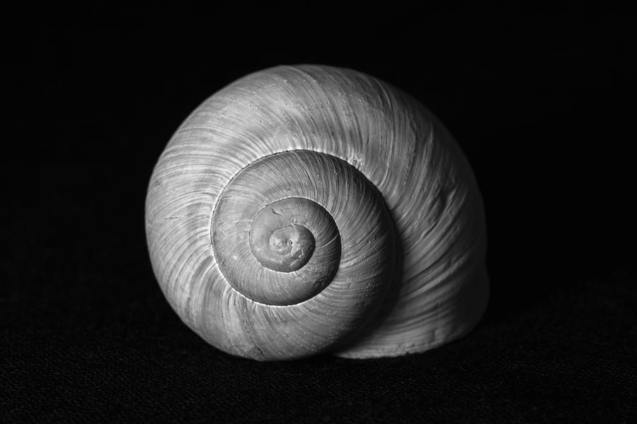 Snail Shell Photograph by Martin Vorel Minimalist Photography