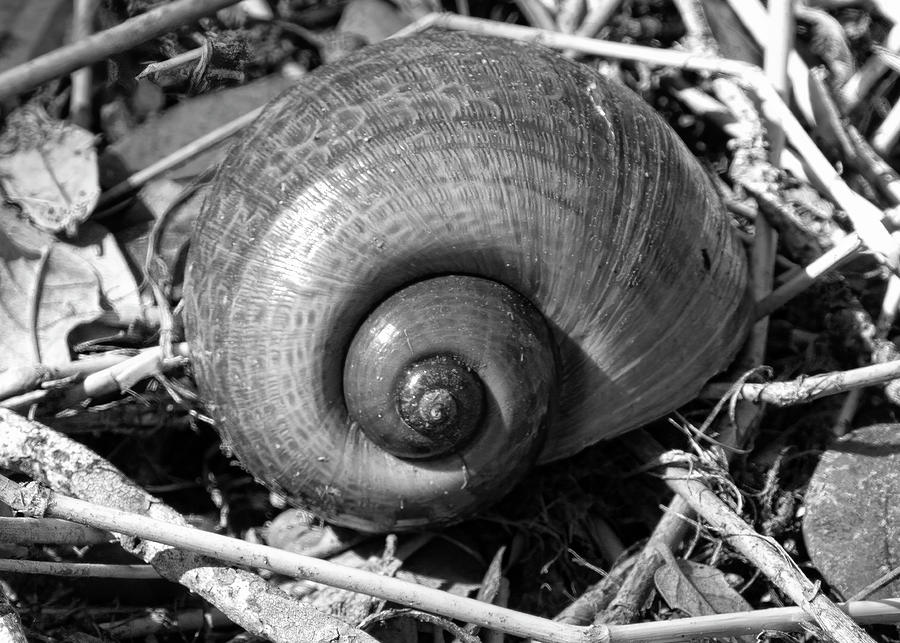 Snail Shell Photograph by Robert Wilder Jr