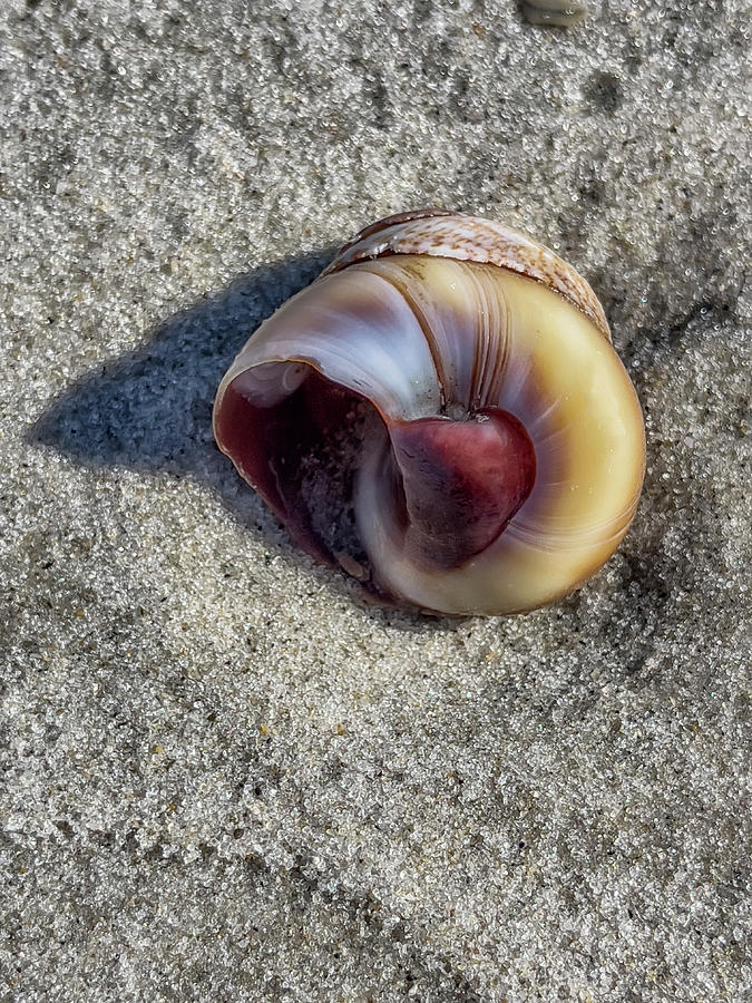 Snail Shell Swirl Photograph by Cate Franklyn