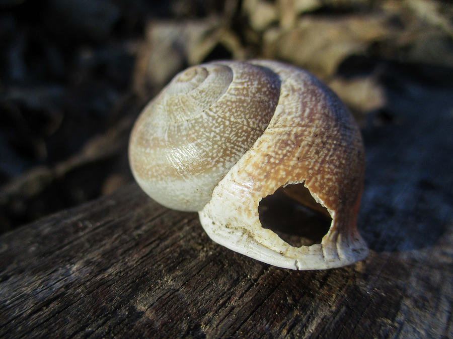 Snail Shell With a Hole Photograph by W Craig Photography