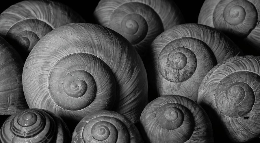 Snail Shells Photograph by Martin Vorel Minimalist Photography