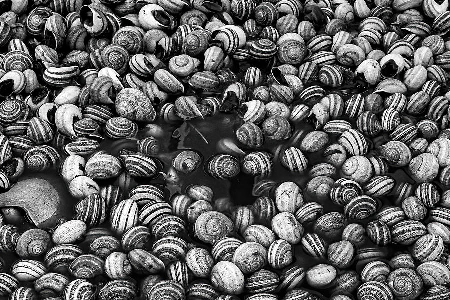 Snail Soup - Morocco Photograph by Stuart Litoff