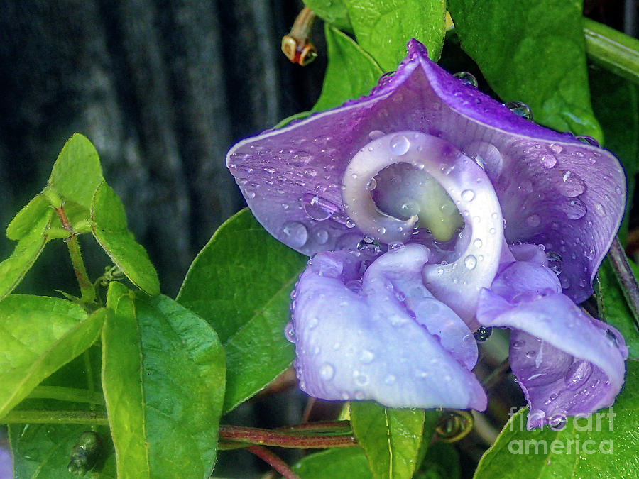 Snail Vine Flowering with Raindrops Photograph by David Zanzinger