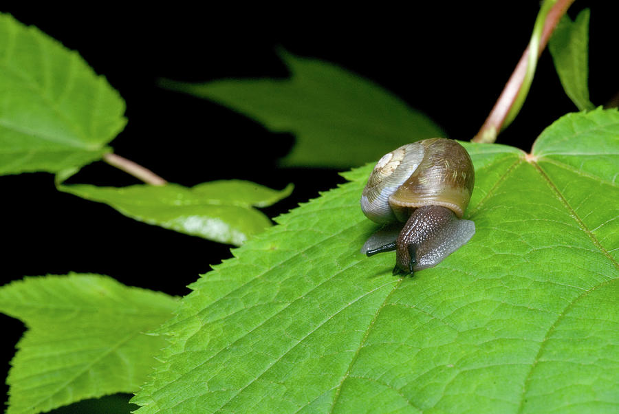Snails Journey Photograph by Melissa Southern