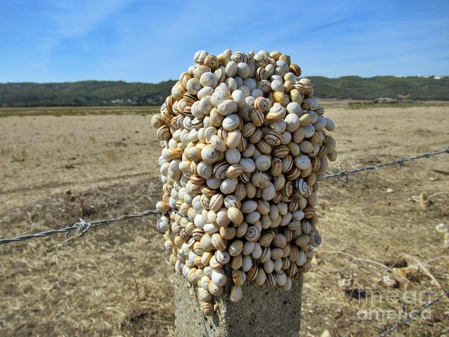 Snails near Barbate Photograph by Chani Demuijlder