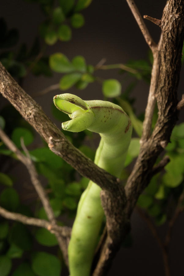 Snake Photograph - Snake Bean Pod by Cacio Murilo De Vasconcelos