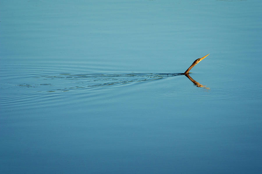 Snake Bird - Anhinga Photograph by Mitch Spence