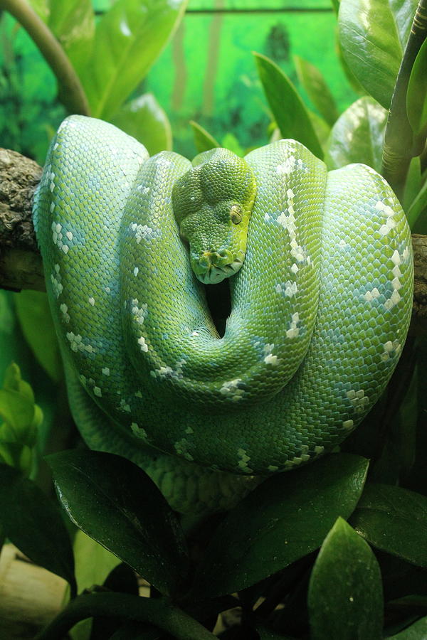 Snake Photograph by Brianna Burkhead - Fine Art America