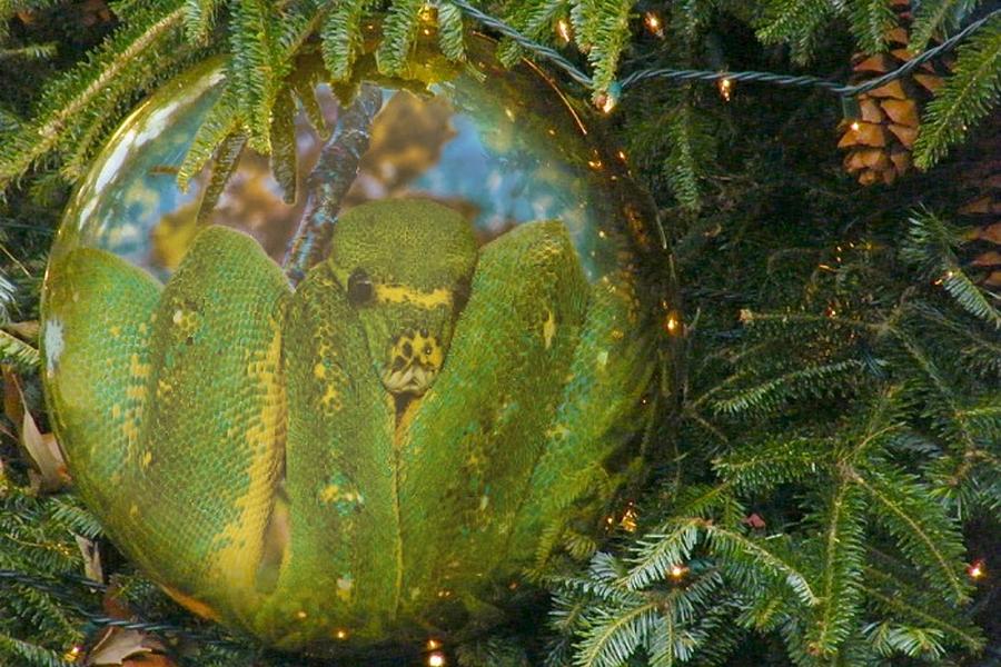 Snake Christmas Bulb Digital Art by Teresa Trotter