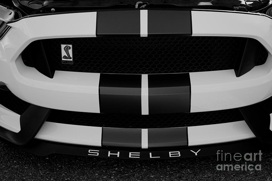 Snake - Ford - Mustang - Shelby Photograph