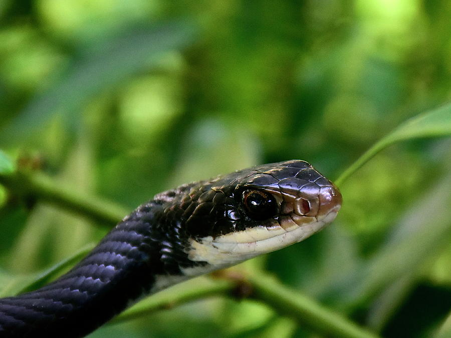 Snake Head Macro Photograph by Christopher Mercer