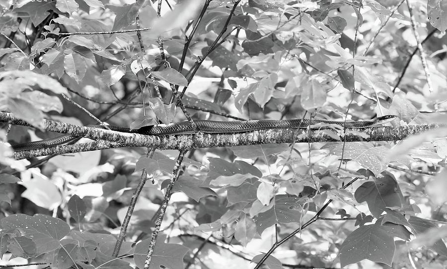 Snake In A Tree Photograph by Tammy Schneider