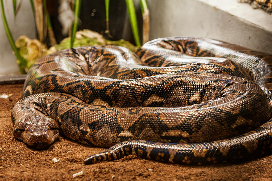 Snake In The Barbados Reserve Sn Island In The Caribbean Photograph By   Snake In The Barbados Reserve Sn Island In The Caribbean Al Ungar 