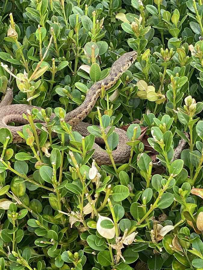 Snake in the bush Photograph by Chanse Hillard - Fine Art America