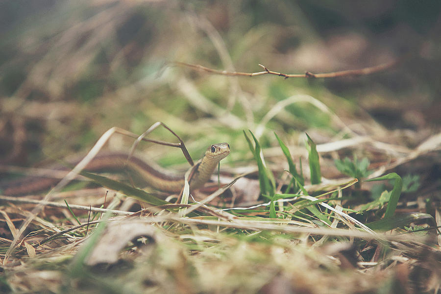 Snake in the Grass Photograph by Carrie Ann Grippo-Pike