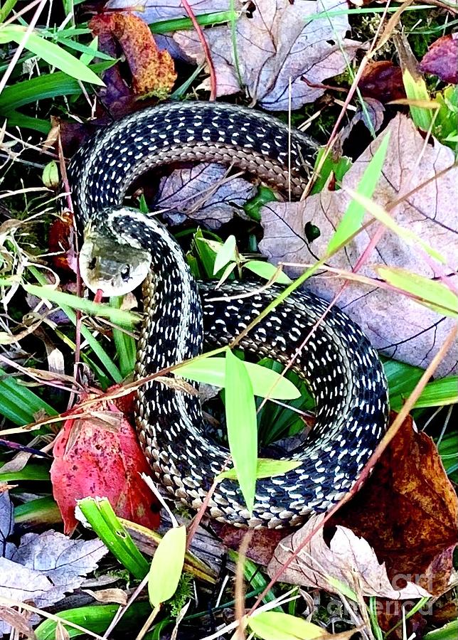 Snake Photograph - Snake in the grass by Debra Kaye McKrill