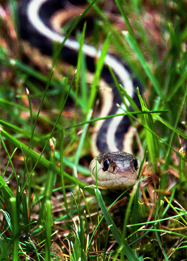 Snake in the Grass Photograph by Phil Cardamone