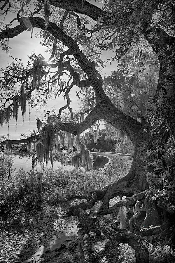 Snake Key Mossy Oak Photograph by Jurgen Lorenzen