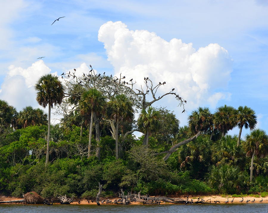 Snake Key Rookery Photograph by Carla Parris