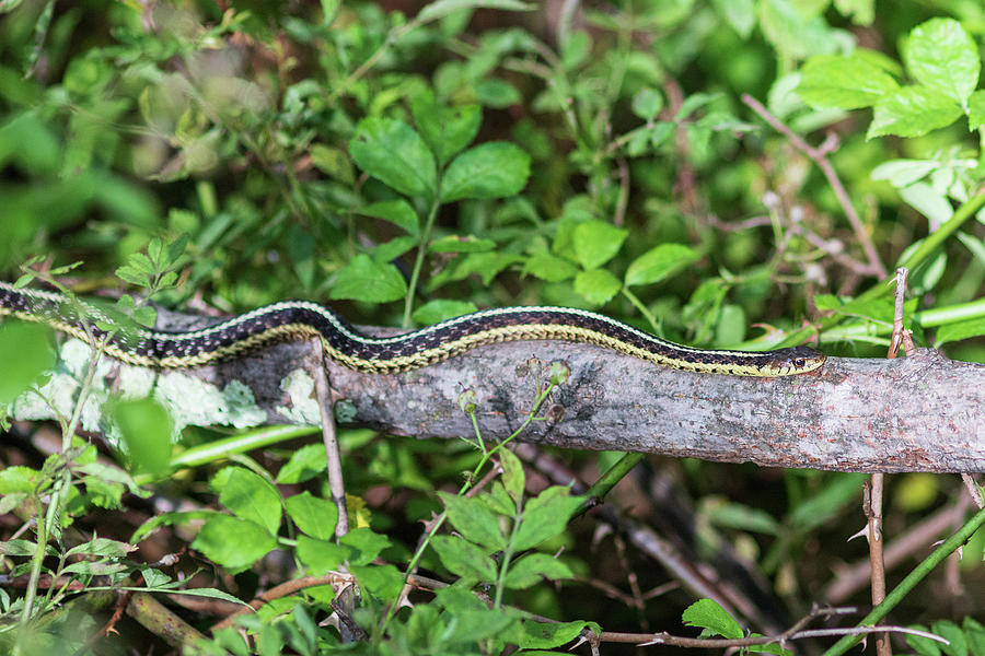 Snake on a Log Photograph by Amelia Pearn