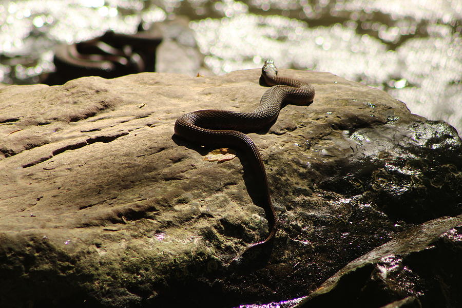 Snake on a rock Photograph by Jane Ford