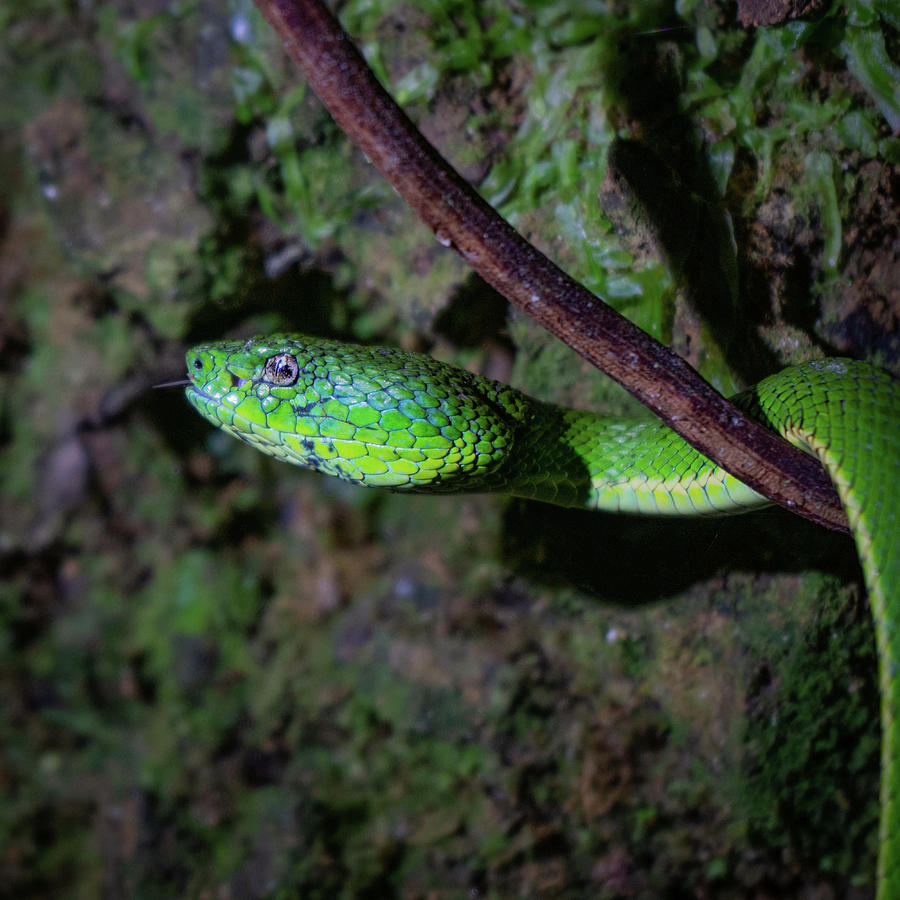 Snake on a Vine Photograph by Jay Hanley - Pixels