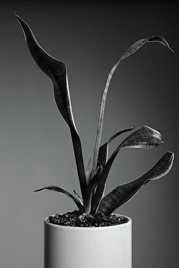 Plant Photograph - Snake Plant by Stephen Russell Shilling