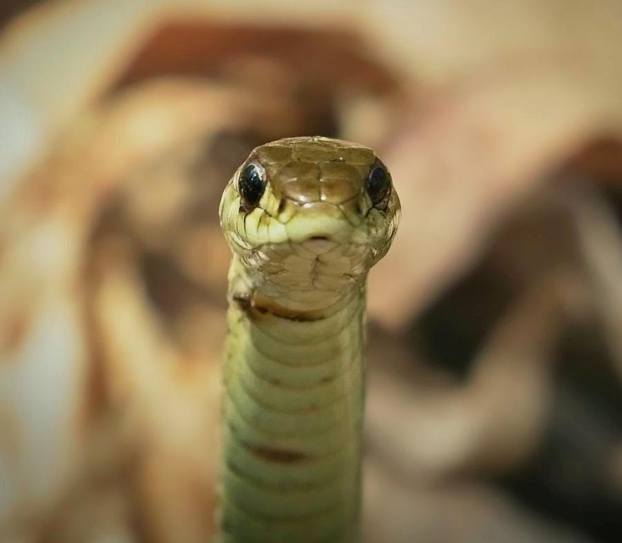 Snake Photograph - Snake Profile #1 by Matthew Adelman