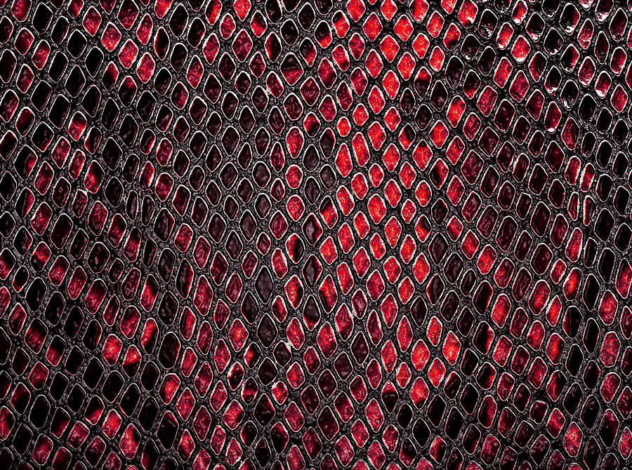 Snake Skin, Can Use As Background Photograph