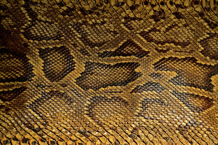snake scales close up