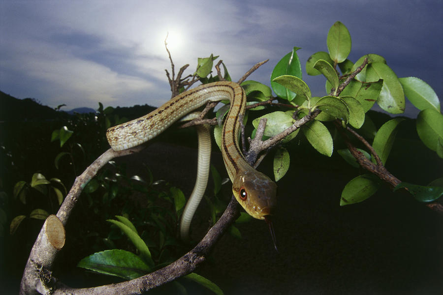 Snake slithers through the tree branches. Photograph by Dex Image