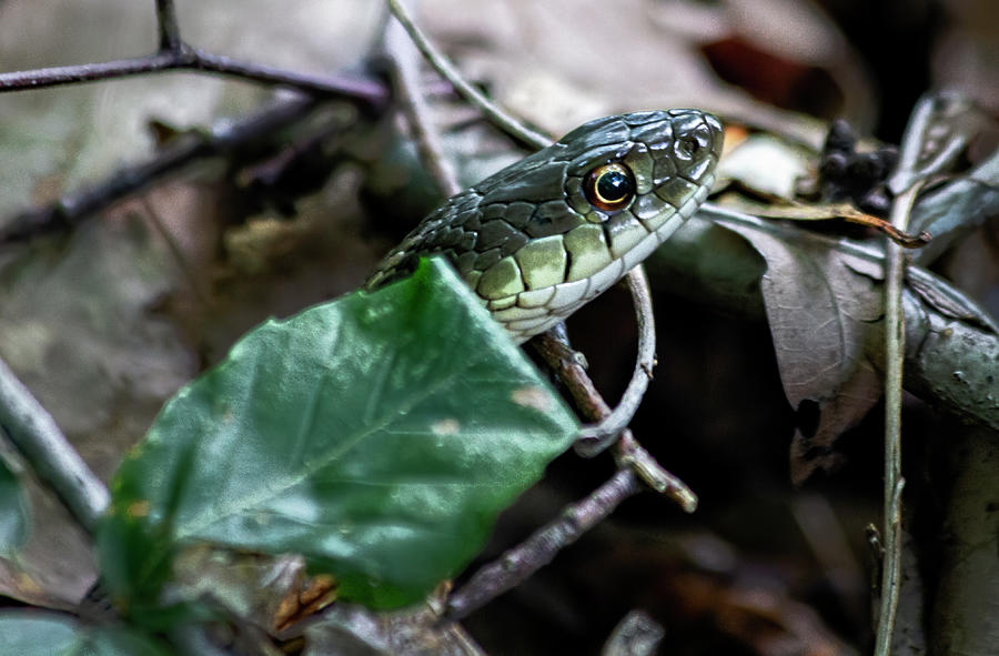 Snake Watching Me Photograph by Rob Richardson - Fine Art America